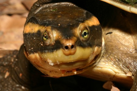 Emydura subglobosa NC Act: Near Threatened